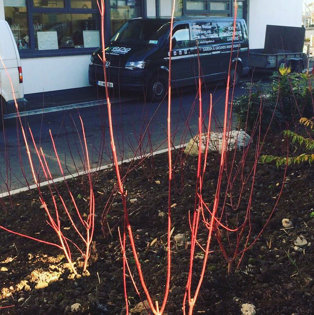 TimWeldon2's tweet photo. Some of our recent work where we were planting in @IENewparkSchool #RDGardens #school #commercial #maintenance #flowers #plants #Dublin #gardening https://t.co/ZoG9sAnefl
