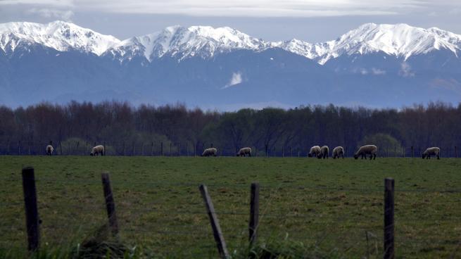 TRF's tweet photo. New Zealand says changes in agriculture key to carbon neutrality by 2050 https://t.co/VviLAh35AA #climate #COP23 @jamespeshaw @NZGreens https://t.co/C8QCx1JNbl