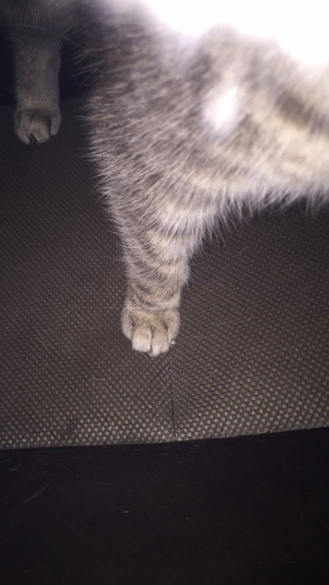 prettypaws177's tweet photo. Love Ms Kiddles! https://t.co/gr98uOhRzA