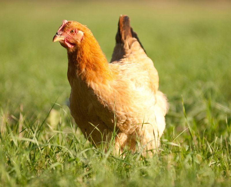 FactoryChickens's tweet photo. Dear old #Mom. #TheChickenFactory https://t.co/pa0mku9F6I
