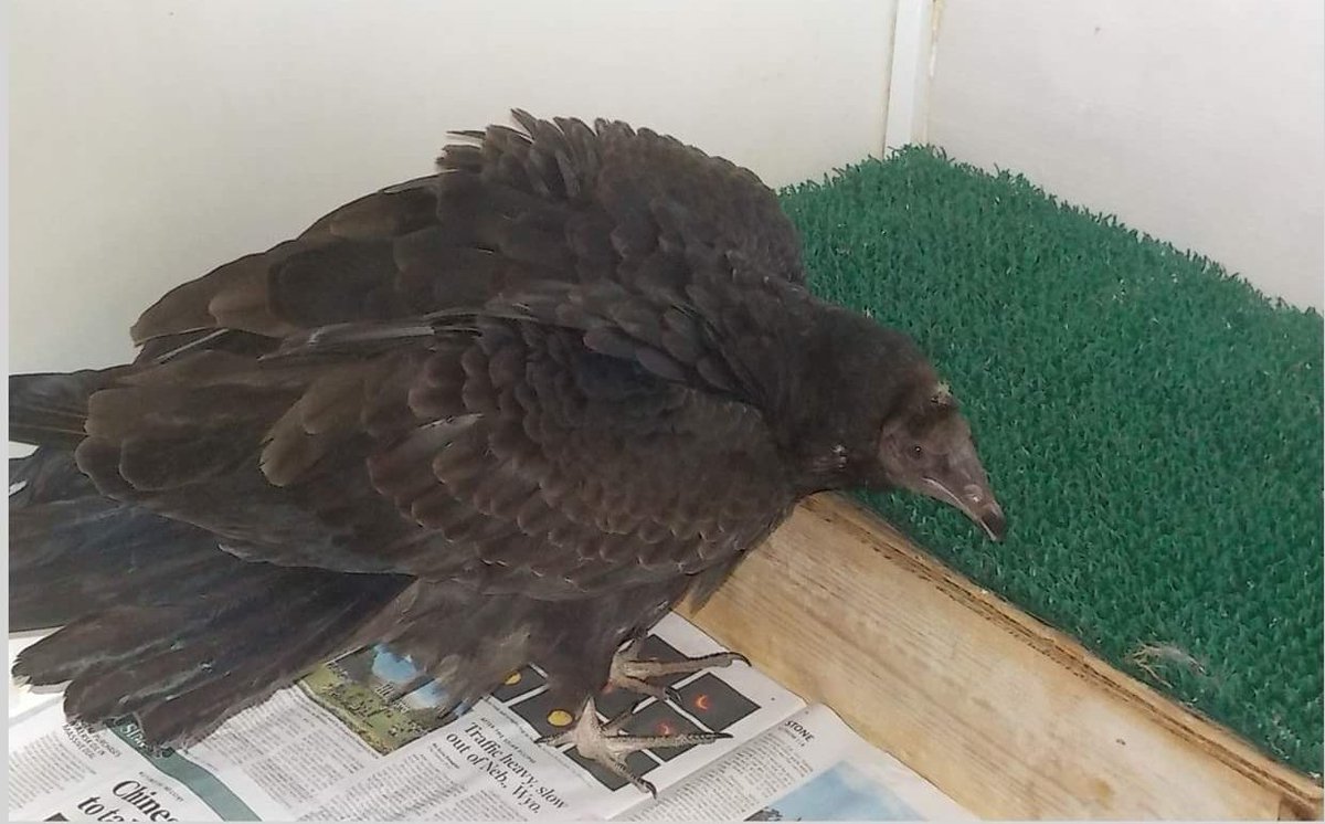 This young Turkey Vulture was admitted a few weeks ago with lead poisoning. His lead levels are coming down quickly and he is doing well. Turkey Vultures admitted most commonly have lead toxicity- often from ingesting lead from shot or fragments in carrion. #TurkeyVulture