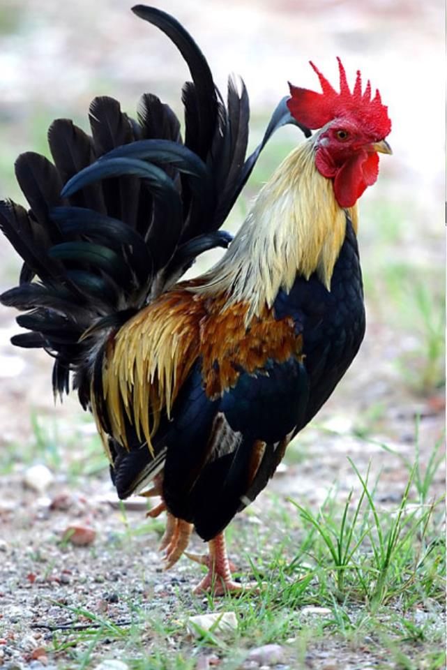FactoryChickens's tweet photo. Our fearless #Dad (we think). #TheChickenFactory https://t.co/vpYxAEn2ng