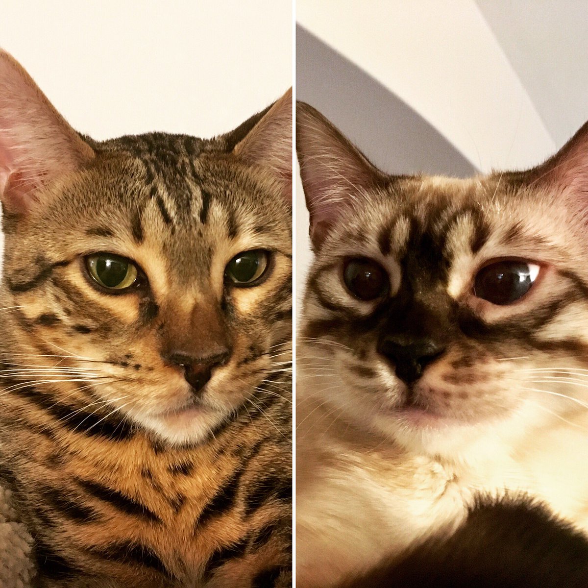 amdacosta06's tweet photo. One pushing 12 lbs and the other about 7 lbs at just 8 months old 😳#bengalkittensofinstagram #lifeisbetterwithbengals #brownrosettedbengal #charcoalseallynxsnowbengal #kittens #bengalsofinstagram #notdonegrowingyet https://t.co/TUGo9z5v8e