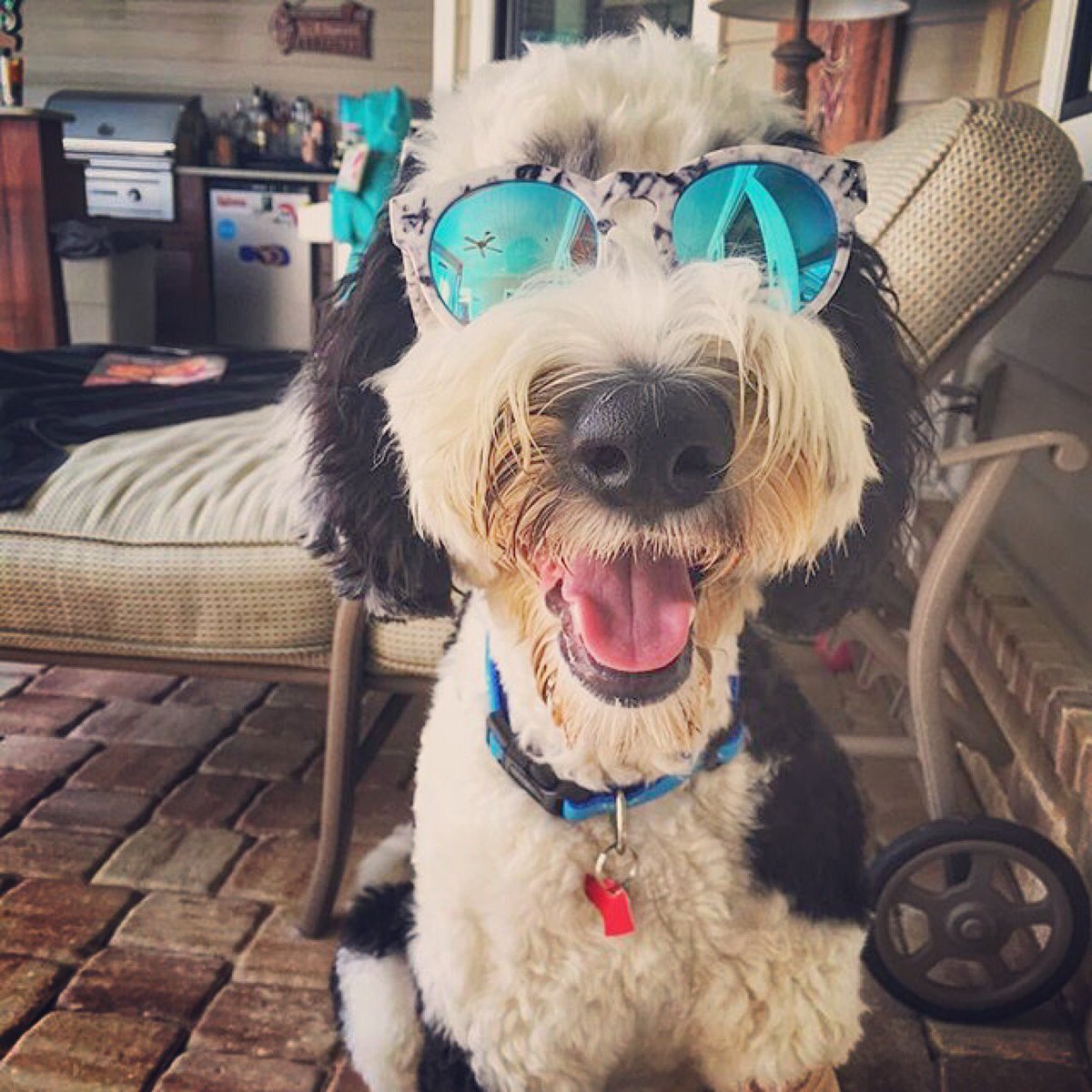 30AGetaway's tweet photo. Weekend pawsome vibes #30agetaway #dogsof30A #toocoolforschool https://t.co/bFUcxPulmQ