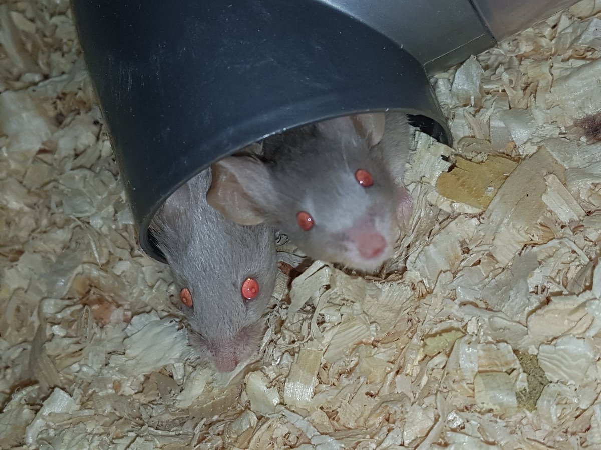 2 heads are better than 1