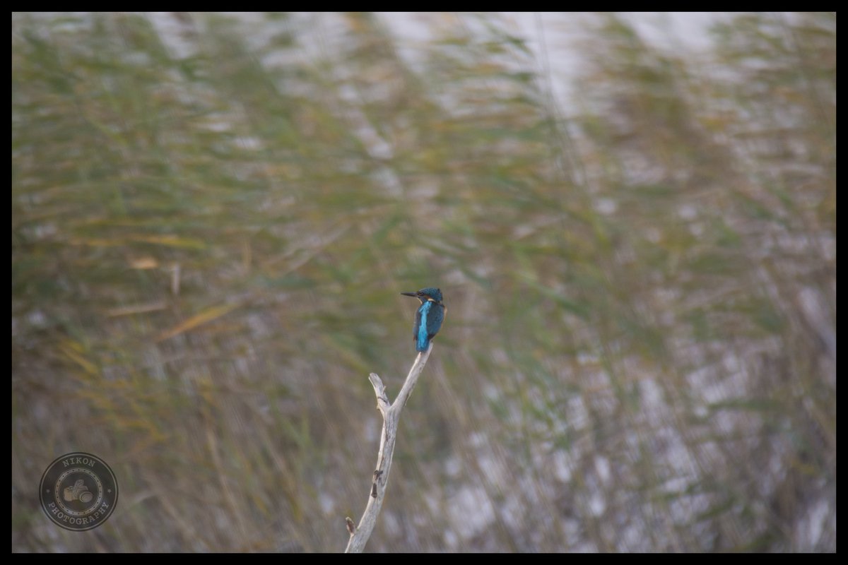 contactNikon's tweet photo. Been a while so thought I would try the D500 today #kingfisher #suffolk #EastCoast #minsmere #wildlife #nature https://t.co/M36CrcNXFS