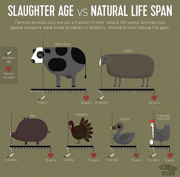 TorontoPigSave's tweet photo. So so sad. Let people know about these facts. Simply terrible🌱

💔🐷🐓🐮💔

#vegan https://t.co/JJYK0BsiX9