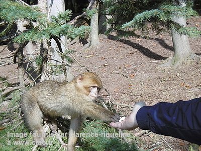 Découvrez le superbe parc animalier de "La montagne des singes, Kintzheim" présenté par le membre "clarence-riquelme" dans son #avis diamant 💎👉 bit.ly/2yMbEsq <a href="/montagnesinges/">Montagne des Singes</a>
