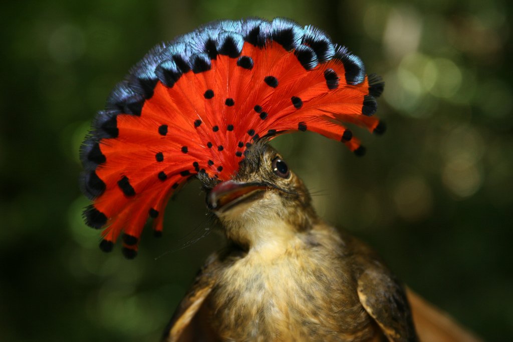 ANR_AVINECK's tweet photo. Comparative morphology &amp; locomotion: new insights into the #evolution of hopping and #arboreality in neotropical #birds by @PauPica_ @FUNEVOL_MNHN &amp; colleague #SICB2018 See you in San Francisco!
https://t.co/XxOVjEJyme

Photo credit: rgibbo3 via https://t.co/y54wBYNocB / CC BY-NC https://t.co/4ph8yZcO6U