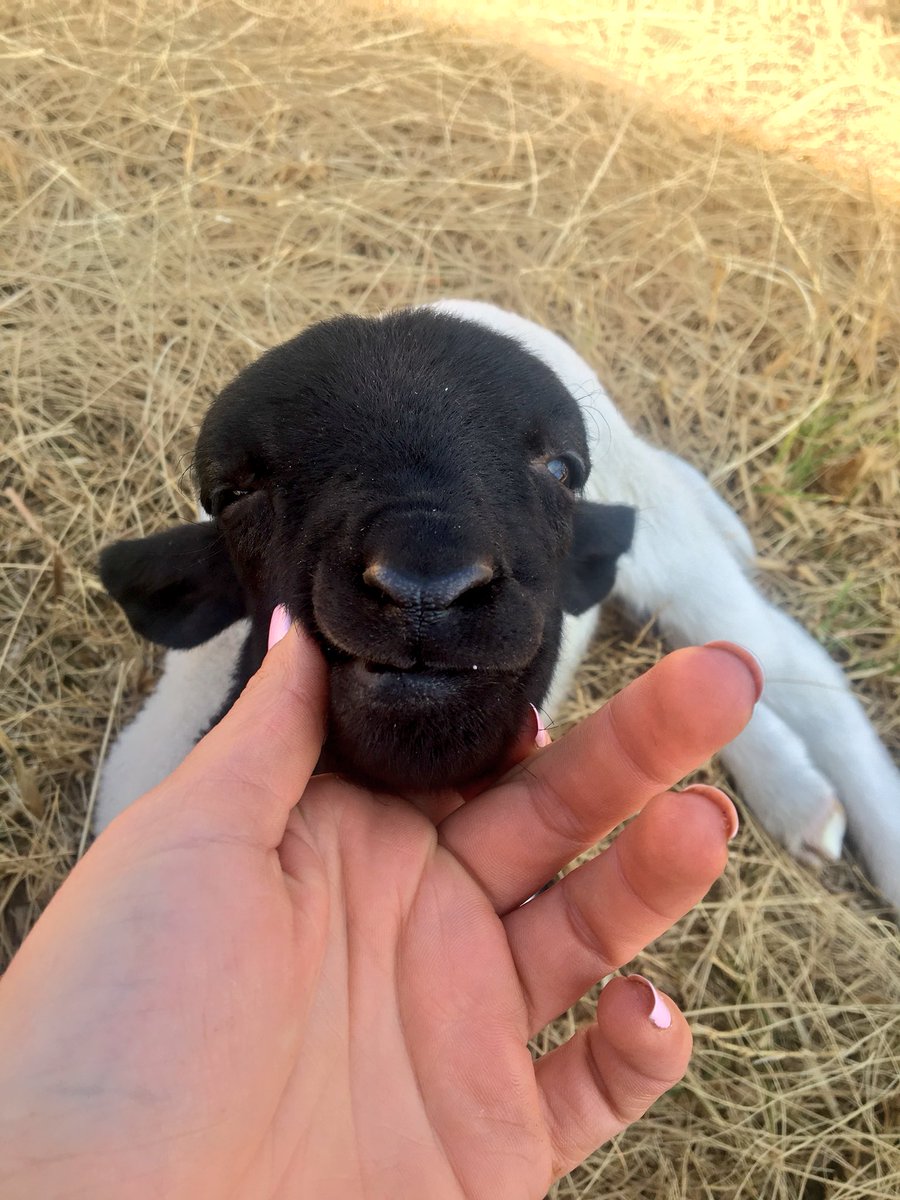 Look at our sweetheart, Libi 💜 She has grown so much since then #libilamb