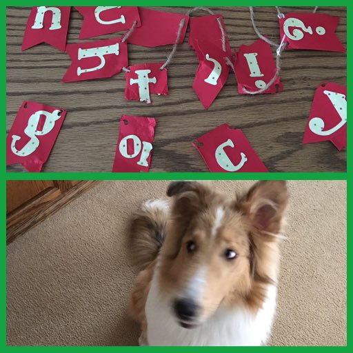 GingerCAnderson's tweet photo. Guess who's on the naughty list this year?  Griffey, that's who 🙄. #puppyproblems #griffeythecollie #heeatseverything https://t.co/oz035MNljZ