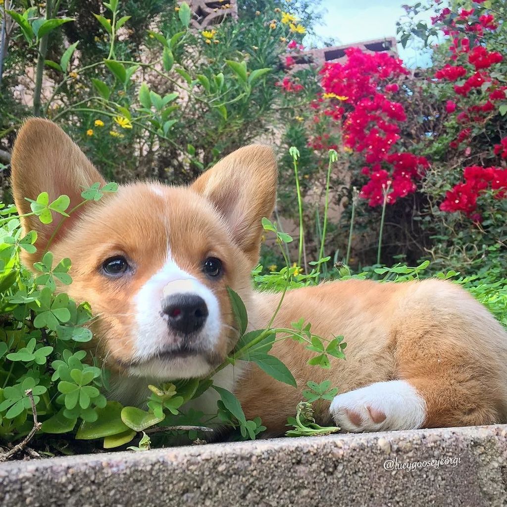 corgi_zero's tweet photo. Is there anything cuter than a corgi puppy? Is there? My baby Auntie @lucygooseycorgi is #perfection!
#CalendarGirl #CantStopWontStop #TooCute #CutenessDefined #SortaSisfur https://t.co/djmGsIjCfR https://t.co/08GFj5mmEE
