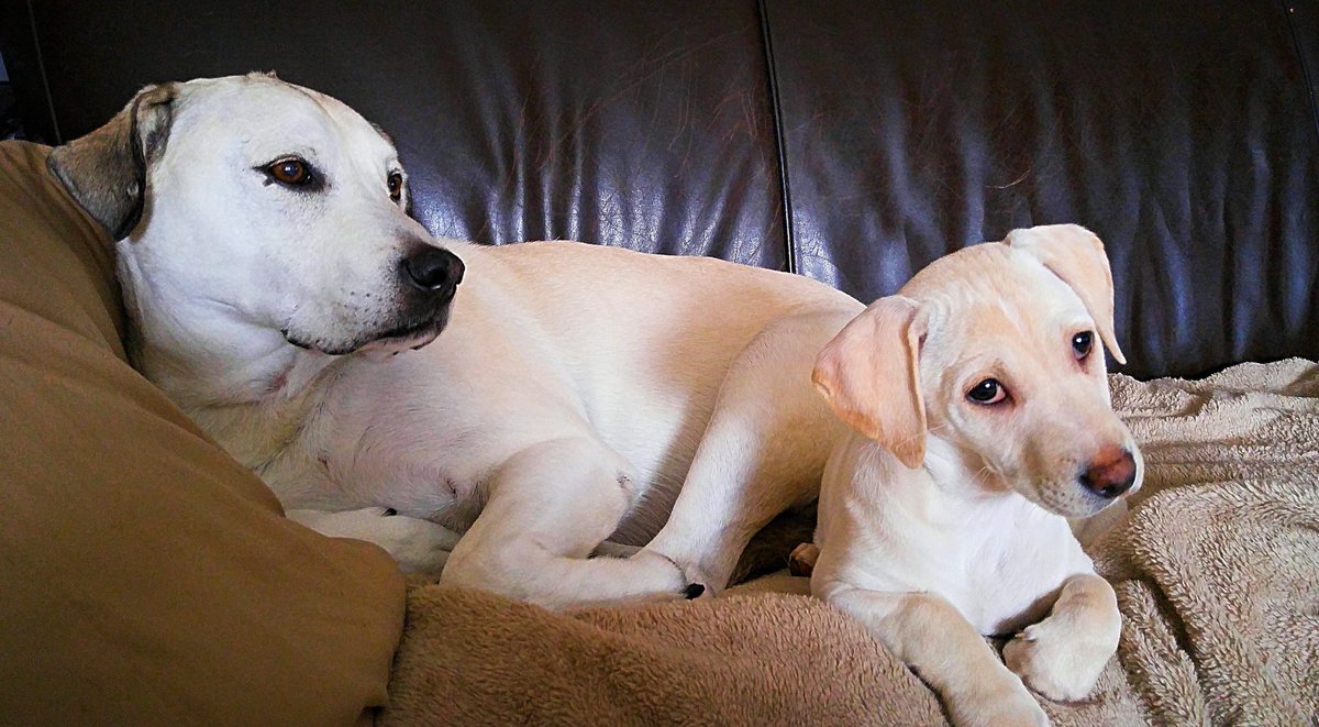 LadyAngler45's tweet photo. 2 of my favorite fur buddies. Rock has been such a great "Pops" to Koda #labmama #minime #matchset #loveofdogs #dogsofmyheart💜 https://t.co/asBQOKy8bA