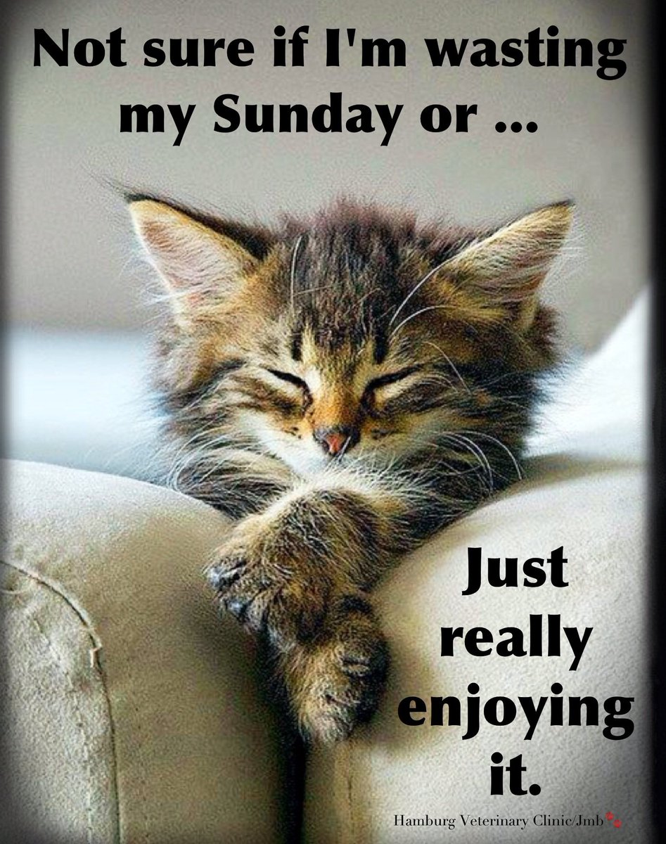 txanimalsociety's tweet photo. Yep, just REALLY enjoying #Sunday! 💤😆 #SundayNap #NappingKitty #SundayFunny #cutecat https://t.co/huwIdA7bw1