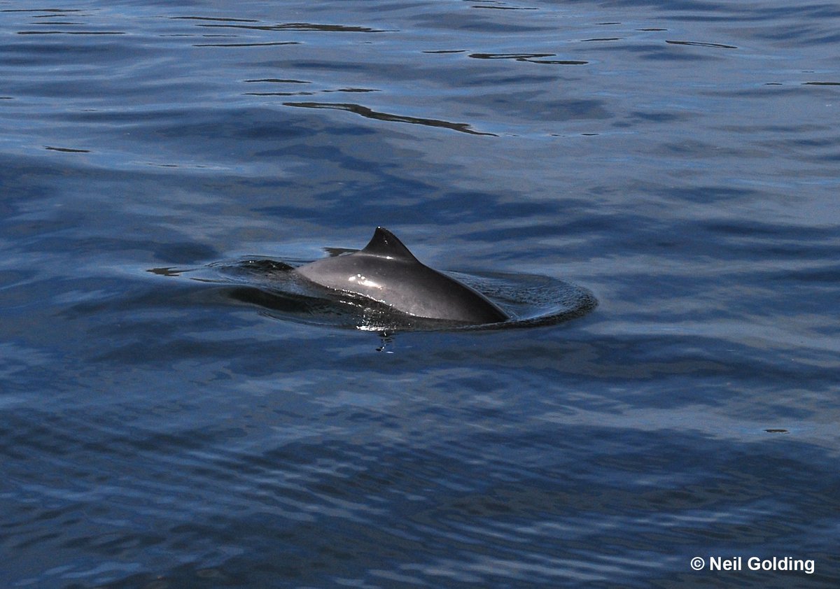 This year the UK submitted its biggest candidate #SpecialAreaofConservation to the European Commission to date ~ it’s in the #SouthernNorthSea & is almost twice the size of Wales! 1 of 6 new designations for harbour porpoise #marinemammals #BluePlanet2 jncc.defra.gov.uk/page-7243