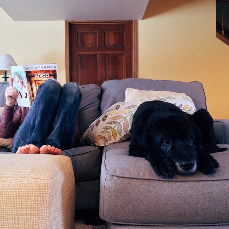 Moving_Delivery's tweet image. Now that the move is complete, it's the moment your furry friend has been waiting for: Lazy Sunday!