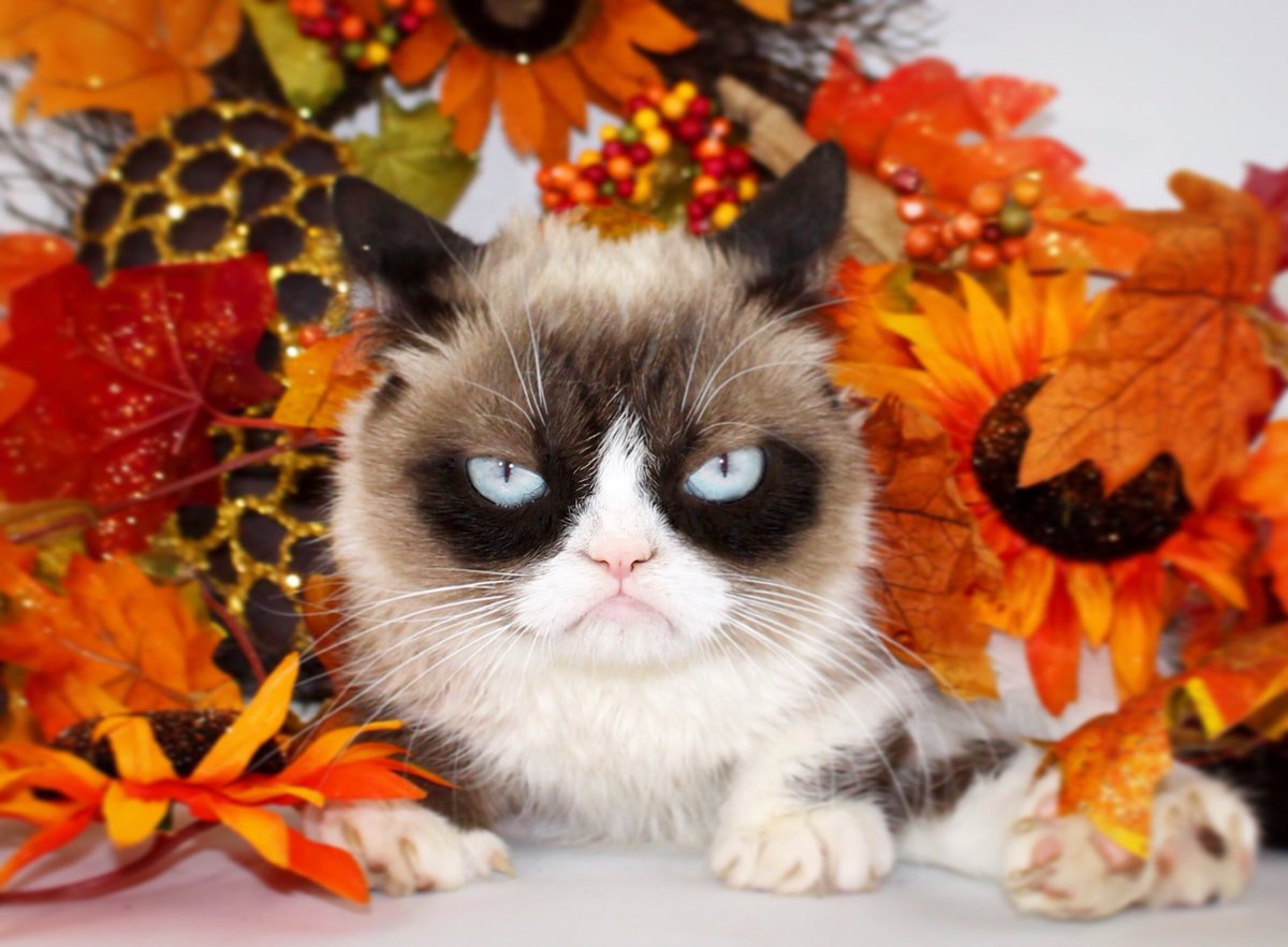 RealGrumpyCat's tweet photo. https://t.co/hBxTyuXfUf