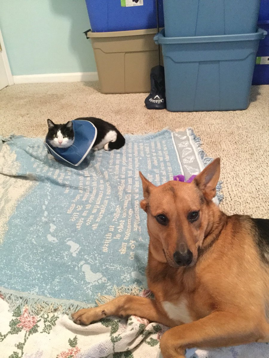 AmyLarge73's tweet photo. @Wynonna animal therapy ❤️ #StopAnimalCruelty https://t.co/dphFHsksZw