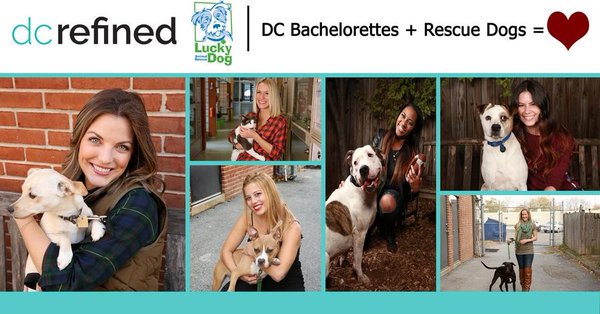 DCLuckyDog's tweet photo. Attention, single ladies of the DMV: @DCRefined is looking for DC's Most Eligible Bachelorette! Apply here: https://t.co/zmqccfwRmf #IAmLuckyDog #DCsingles #DCladies #SingleDC https://t.co/UMyDAFz4OR