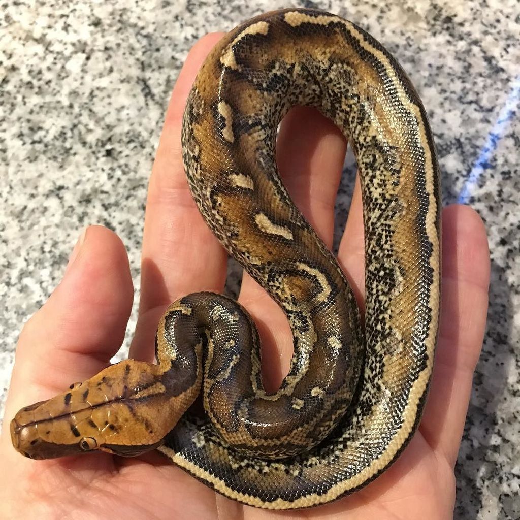 DesignerExotics's tweet photo. This little guy is such a stunner! So thankful to @fkdmatt215 of Philly Herpetoculture for coming so far with his marble projects and letting me get this guy! #python #marble #borneo #shorttailpython #motherofbloods #killer https://t.co/wvCH8gbCm7