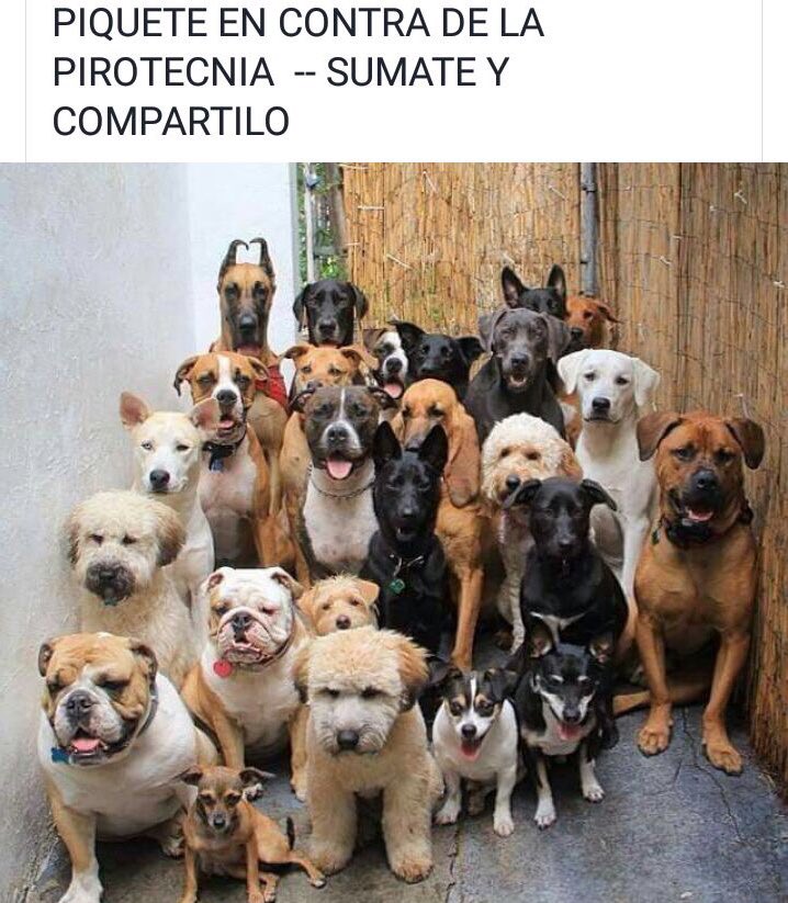AngeldebritoOk's tweet photo. Piquete canino https://t.co/XPtLYcSxIC