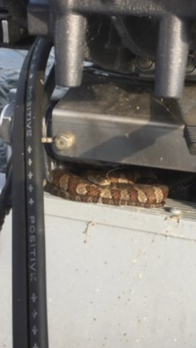 Paddy Johnson tweet media