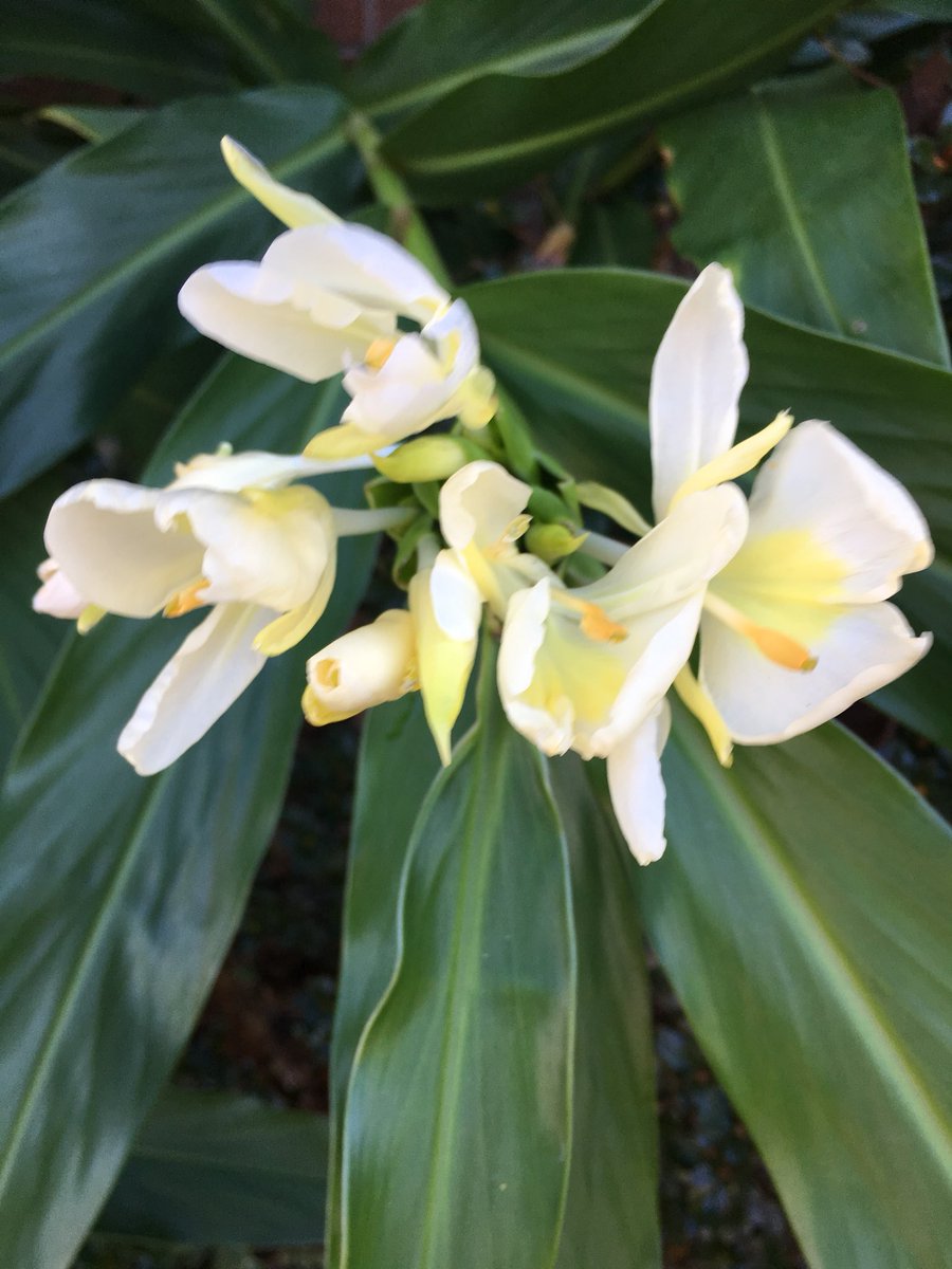 ilenagm's tweet photo. #fall #seeds #todayinmygarden #gingerlilly #whiteflowers #flowers The progression of the hedychium coronarium from bloom to fiery red seeds👩🌾 https://t.co/S9OnqwyQIi