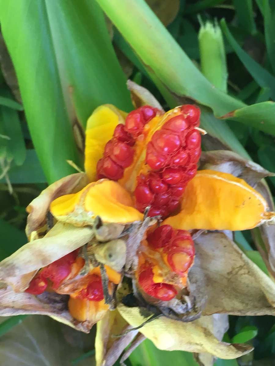 ilenagm's tweet photo. #fall #seeds #todayinmygarden #gingerlilly #whiteflowers #flowers The progression of the hedychium coronarium from bloom to fiery red seeds👩🌾 https://t.co/S9OnqwyQIi