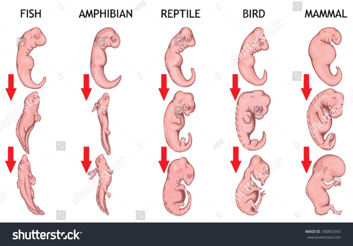 ciara_r16's tweet photo. @Loheav #EmbryoDevelopment Vertebrate Embryos look similar, develop in an identical order and similar patterns- produces tissues &amp; organs to make up the organism #Biology #evolution https://t.co/m2ddBk2C81