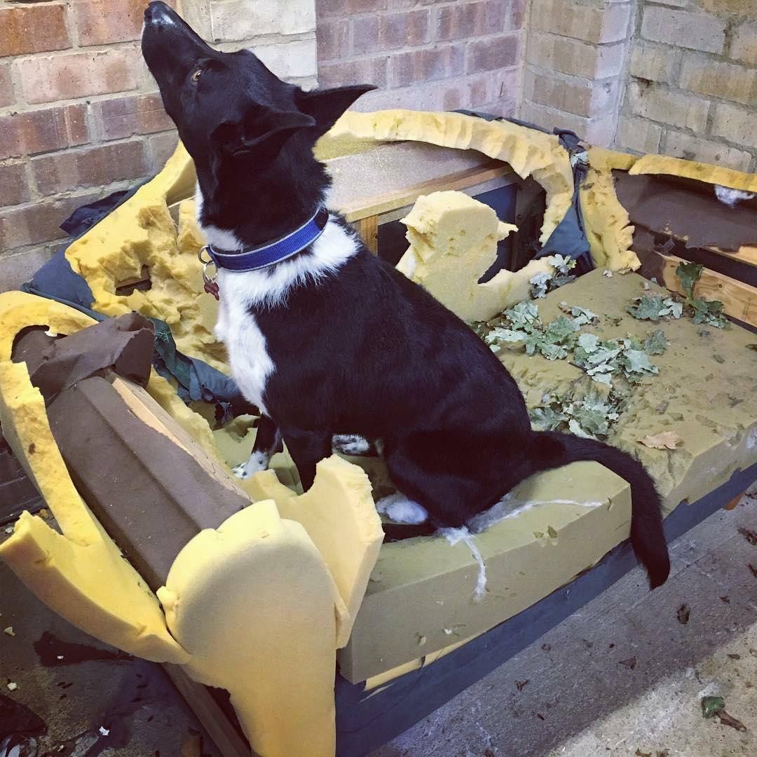 DestructionDogs's tweet image. Title: 'Couch Potato'
Artist: Riley
Materials: Couch, determination
#destructiondogs #doggo #dog #puppy #pup #MondayBlues #PleaseForgiveMe #cute #dogs_of_twitter #pet #pets #animal #animals #petstagram #petsagram #photooftheday #dogsofitwitter #ilovemydog #instagramdogs #love