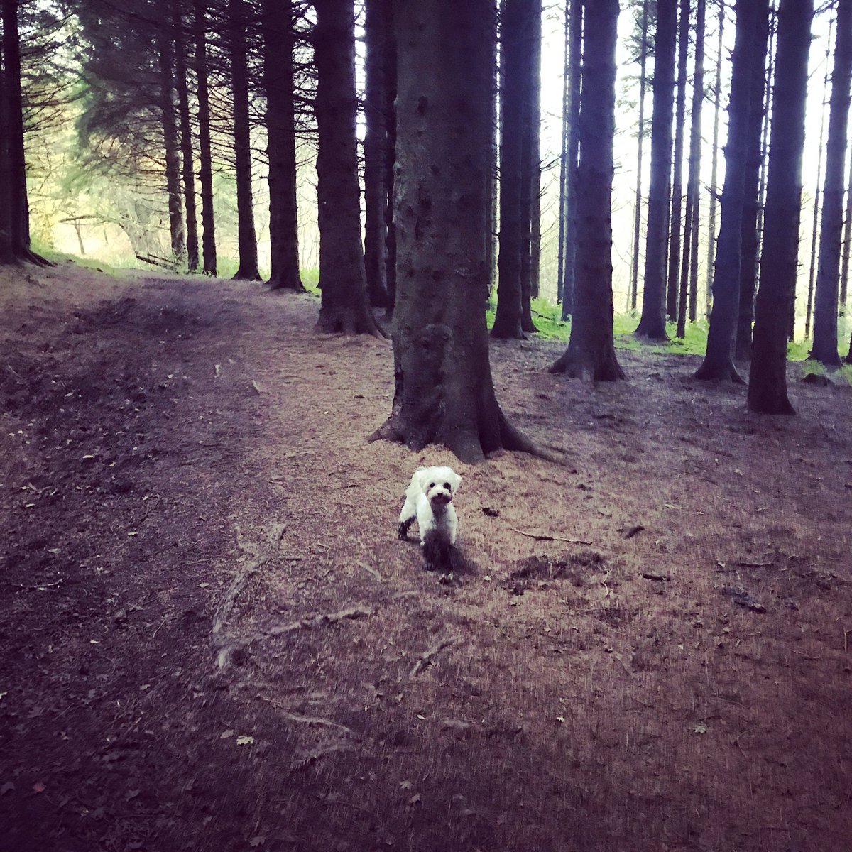 GailNeill's tweet photo. Tardree Forest #messypups https://t.co/I01QMNGiCs