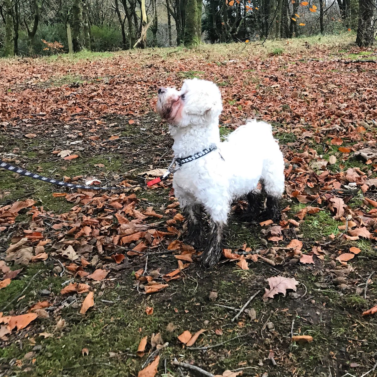 GailNeill's tweet photo. Tardree Forest #messypups https://t.co/I01QMNGiCs