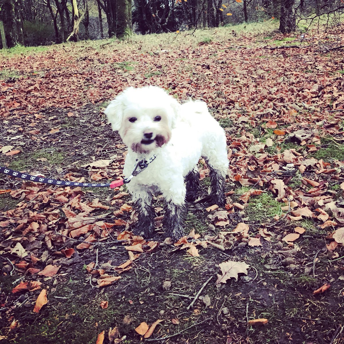 GailNeill's tweet photo. Tardree Forest #messypups https://t.co/I01QMNGiCs