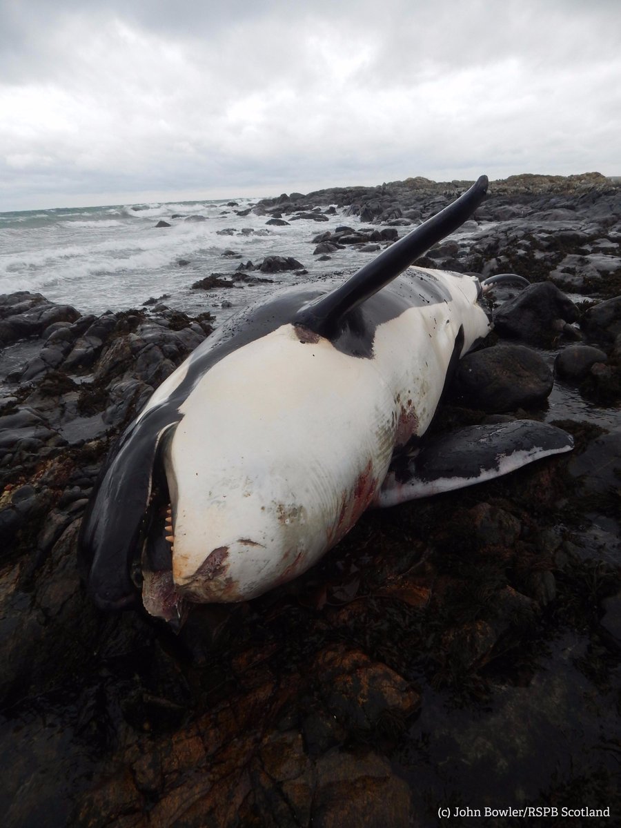 WildlifeTrusts's tweet photo. Plastic is having a devastating effect on our marine life. Just one species impacted: our resident orcas. Last year, a dead female called Lulu had levels of toxins 100 times higher than the safe limit. Apologies for the graphic image - they should be swimming safely x 😪🐋💙 https://t.co/H4YAnYwjSk