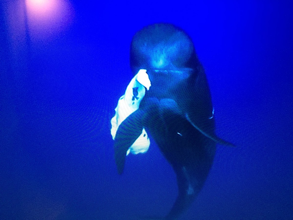 mrjonkhoo's tweet photo. Thank you #BluePlanet2 &amp; Sir #DavidAttenborough for the spotlight on #marineplastic waste &amp; our impact on #ouroceans @BBCEarth #PlasticFreeCoastlines https://t.co/geLtdg6eFU