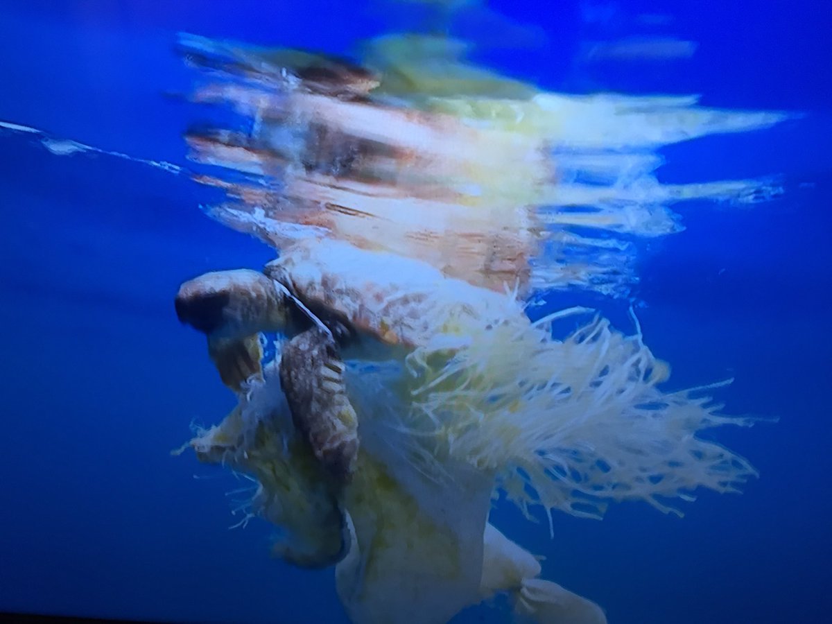 Thank you #BluePlanet2 &amp; Sir #DavidAttenborough for the spotlight on #marineplastic waste &amp; our impact on #ouroceans <a href="/BBCEarth/">BBC Earth</a> #PlasticFreeCoastlines