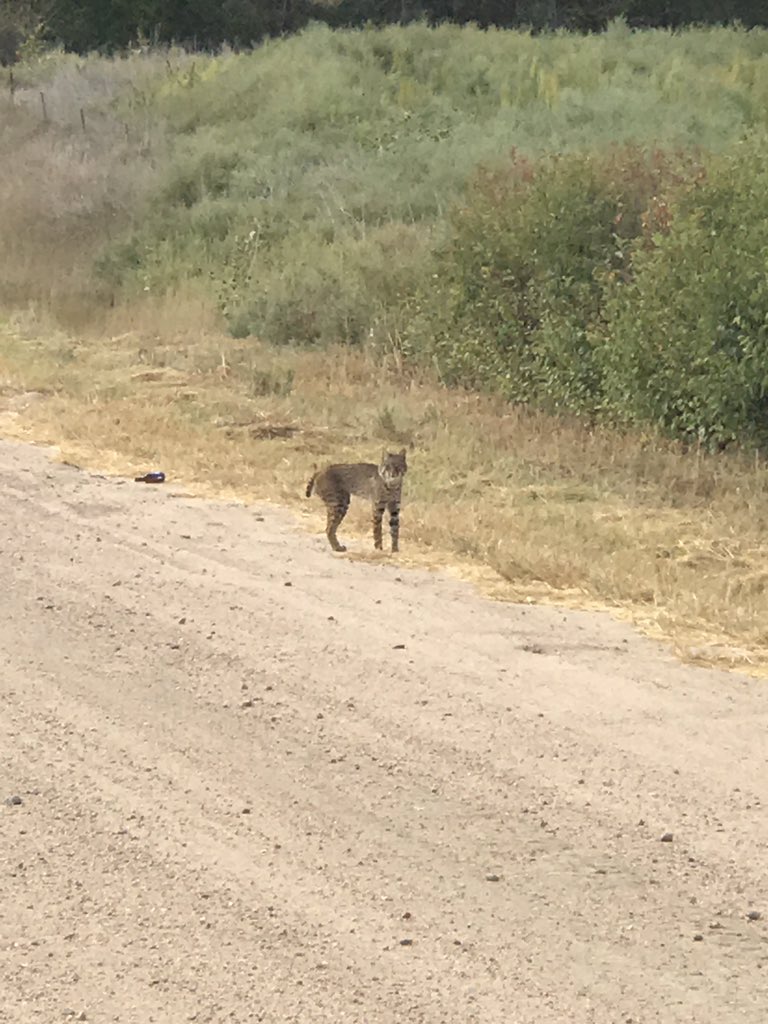 runningHayley's tweet photo. @RunRocknRoll Mama bobcat and all her babies. Wasn't scary until she started coming after me! https://t.co/1WioLPPSPq