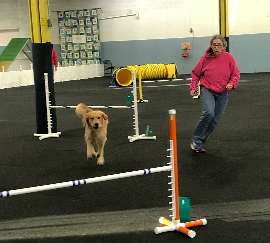 SureFireDogs's tweet image. Great weekend of agility with ASCNE for Aussies and all. We hope to see you next year!