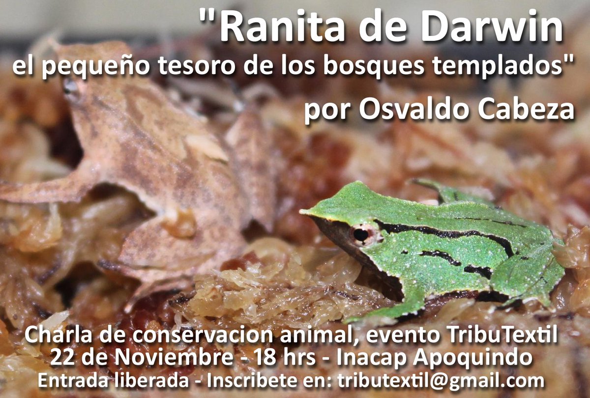 TribuTextil's tweet photo. Sabías que la ranita de Darwin mide solo entre 2 y 3 cm? Esto y mucho mas lo contará Osvaldo Cabeza, del Zoologico Nacional el 22 NOV a las 18 hrs en Inacap Apoquindo! Entrada liberada, inscríbete en tributextil@gmail.com  @JaneGoodallCL Organiza @TribuTextil https://t.co/gWQUVSaXc5