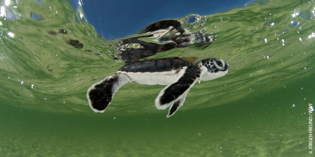 If tonight's #BluePlanet2 has left you wanting to help our oceans, find out how you can join our work here: ow.ly/ubmW30gG3OW