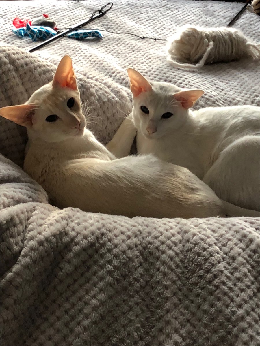 EmLc1983's tweet photo. Egg and Rox just chilling ❣️ #happycats #siamesecats #CatsOfTwitter https://t.co/NuP0cRbkYs