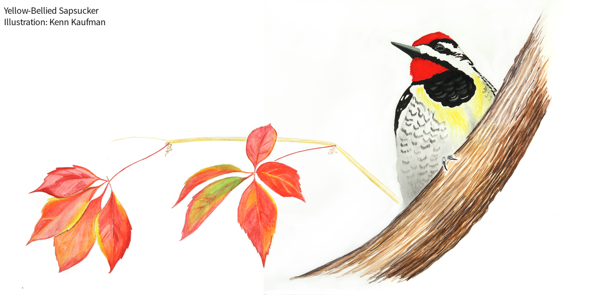 audubonsociety's tweet photo. Bird expert @KennKaufman answers the question: Can Yellow-bellied Sapsuckers get tipsy? https://t.co/WyeWBBuofZ https://t.co/dyX3ekryWx