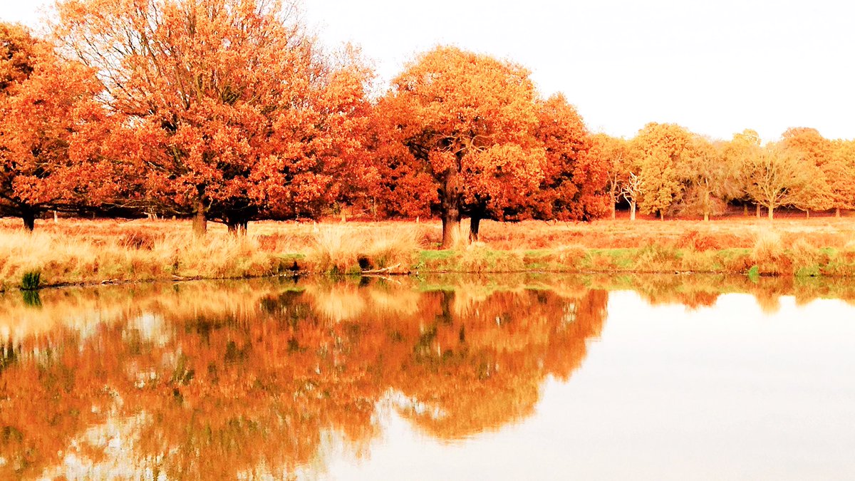 martystepien's tweet photo. #Autumnvibes at Richmond Park! 😳

#offlinesunday https://t.co/1hPv9nSByO