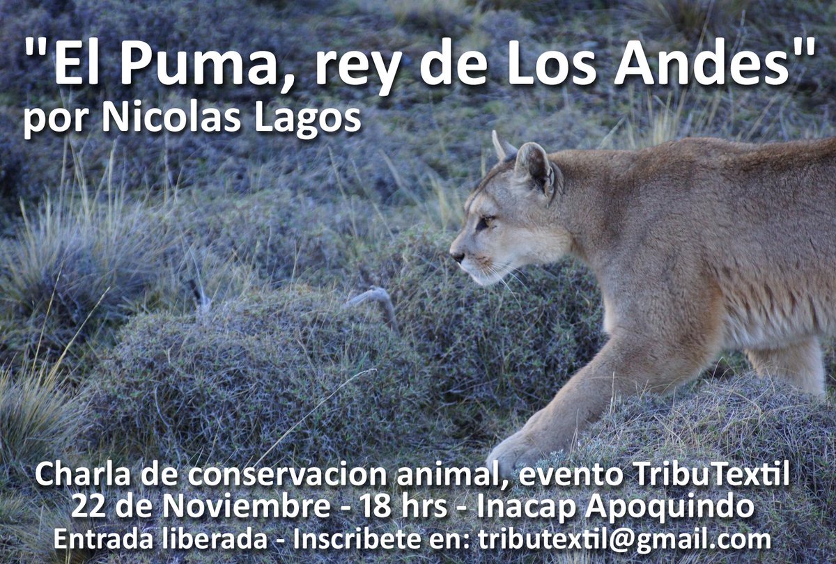 TribuTextil's tweet photo. Sabias que en mapudungun Pangi significa Puma? Esto y mucho mas lo explicará Nicolás Lagos este 22 NOV a las 18 hrs en Inacap Apoquindo. Entrada liberada, inscríbete en tributextil@gmail.com @JaneGoodallCL  Organiza @TribuTextil https://t.co/vdgPCrqF8o