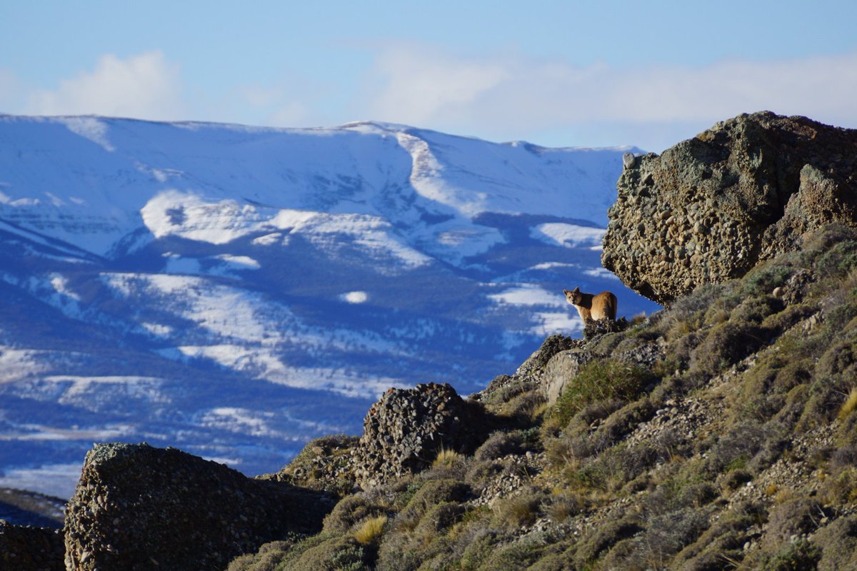 TribuTextil's tweet photo. Sabias que en mapudungun Pangi significa Puma? Esto y mucho mas lo explicará Nicolás Lagos este 22 NOV a las 18 hrs en Inacap Apoquindo. Entrada liberada, inscríbete en tributextil@gmail.com @JaneGoodallCL  Organiza @TribuTextil https://t.co/vdgPCrqF8o