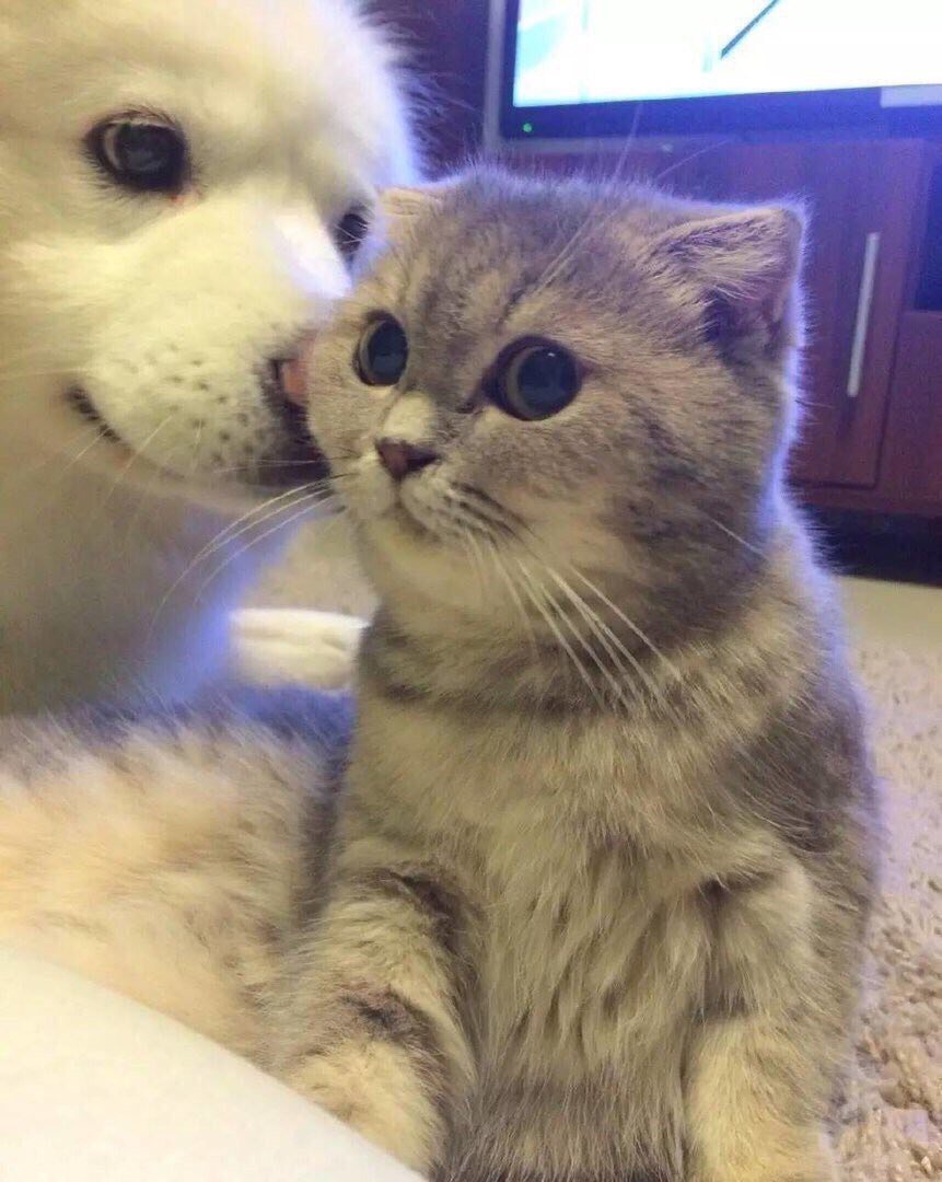 Тьмок котики
