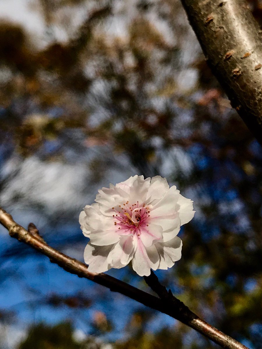 Cloudsailor 星羅の一日一花 コブクザクラ 子福桜 名は一つの花に1 3個の果実を付けるため 十月桜と支那実 桜の交配種 白い八重咲きの花は後に淡紅色に 秋から冬と春のニ季咲き Prunus Kobuku Zakura Flowers Fleurs