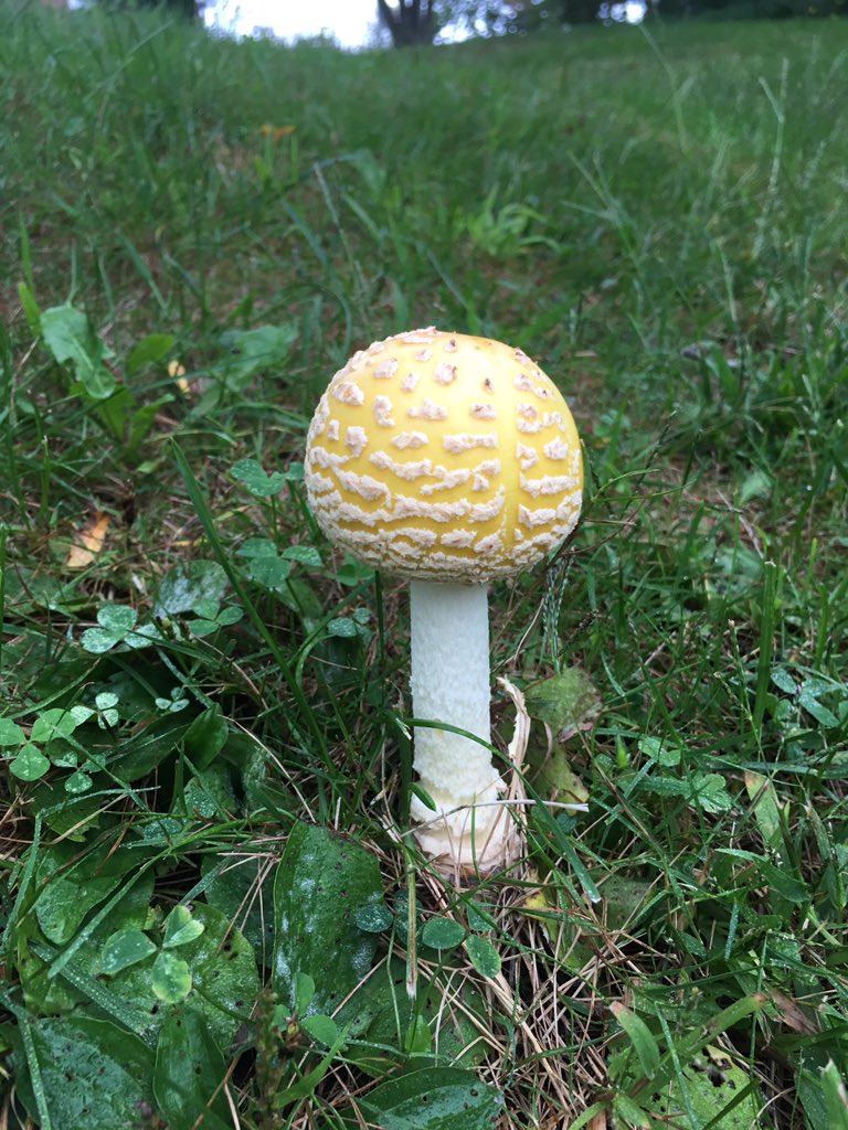 Mush Shroom tweet media