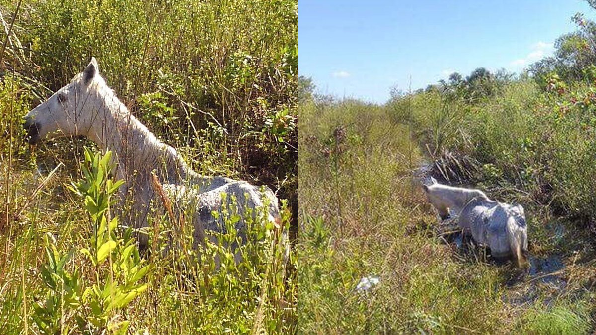 Here is the latest on the horse rescue effort in West Miami-Dade bit.ly/2hFwsqT?utm_so… https://t.co/DbKKQ3563v