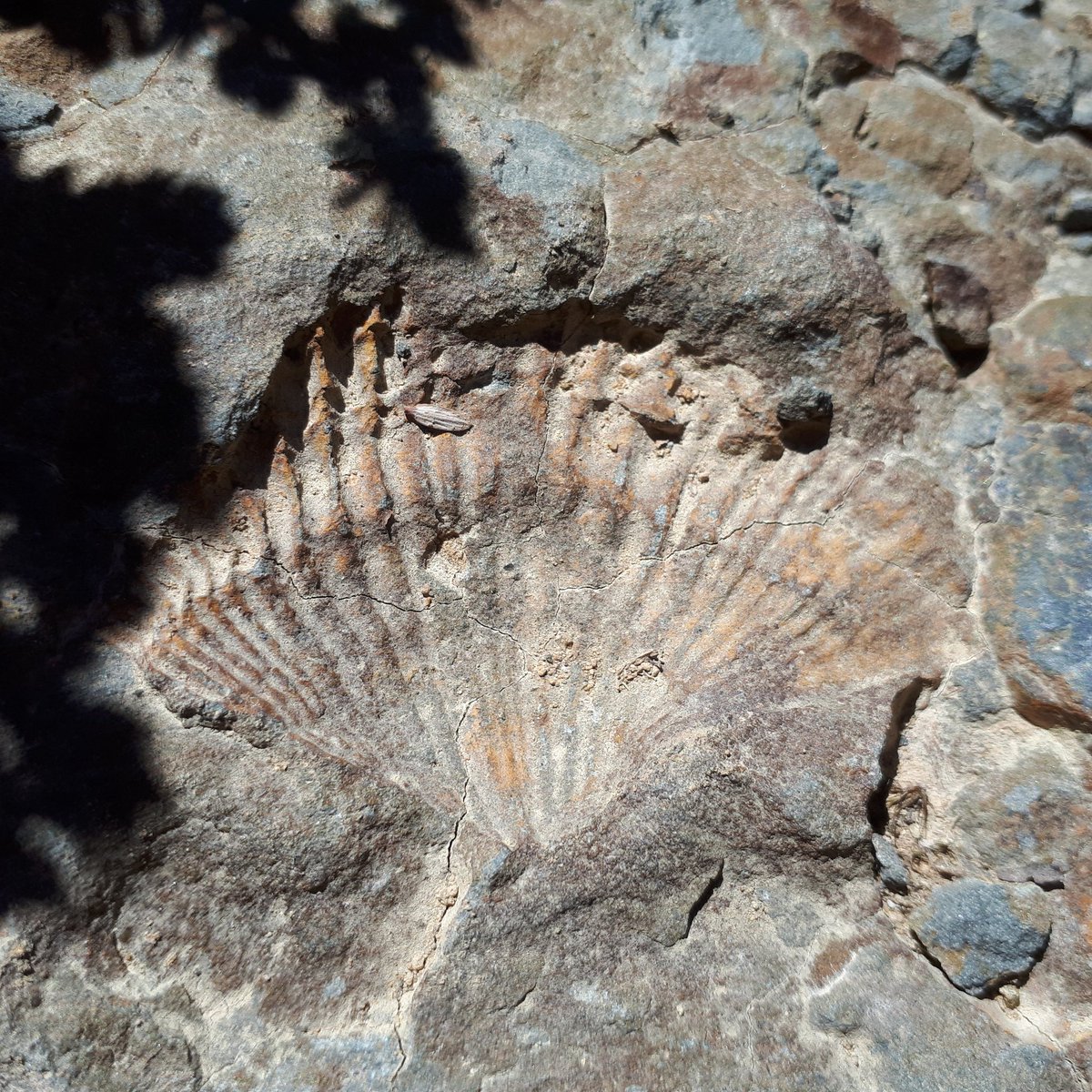 twointasmania's tweet photo. Of all the places you'd expect to find a sea shell fossil, #CradleMountain does not come to mind. But I found this #fossil at the top of #LakeRodwayTrack, up on the plateau near the #OverlandTrack junction. #CradleMountainNationalPark never ceases to amaze. #tasmaniaparks https://t.co/3W5jaRmfuG